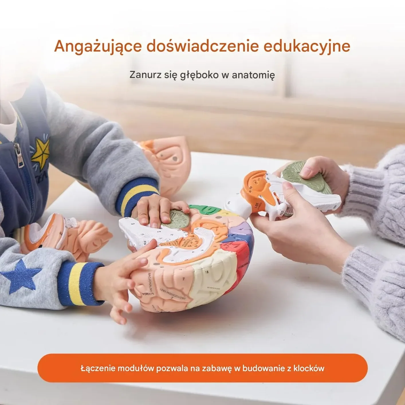 Model anatomiczny mózg 2:1 4-częściowy do nauki kolorowy oznaczony - obrazek 2