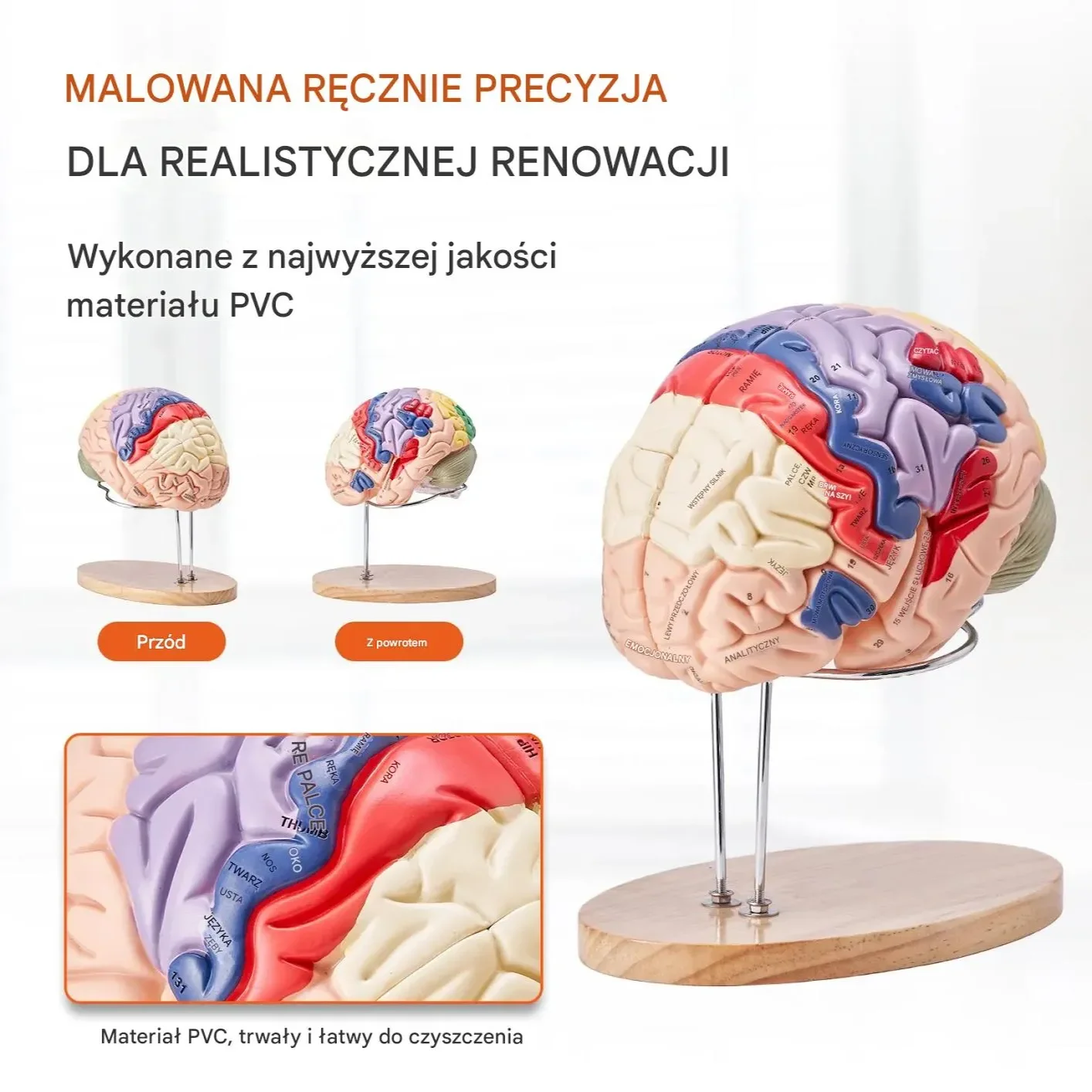 Model anatomiczny mózg 2:1 4-częściowy do nauki kolorowy oznaczony - obrazek 3