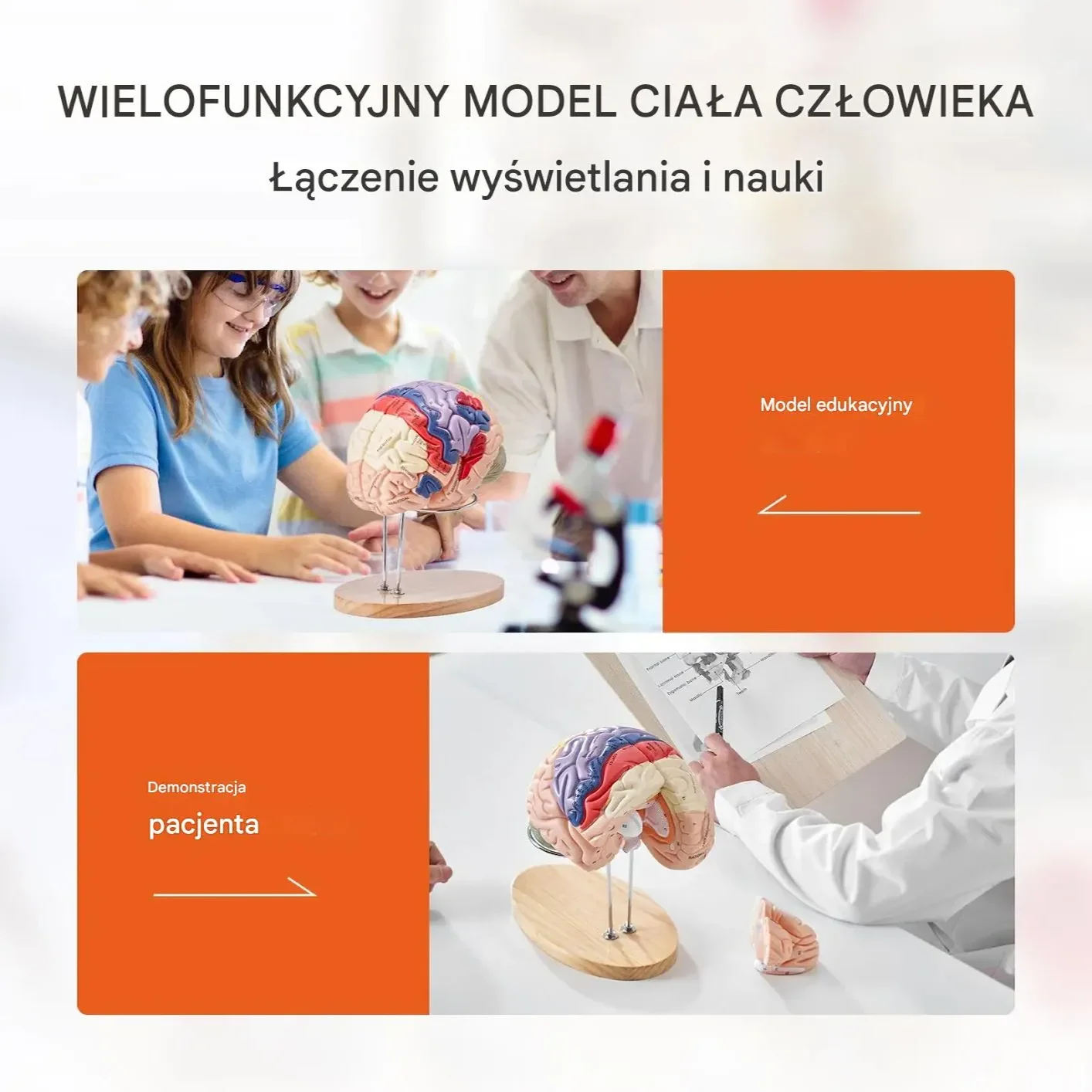 Model anatomiczny mózg 2:1 4-częściowy do nauki kolorowy oznaczony - obrazek 5