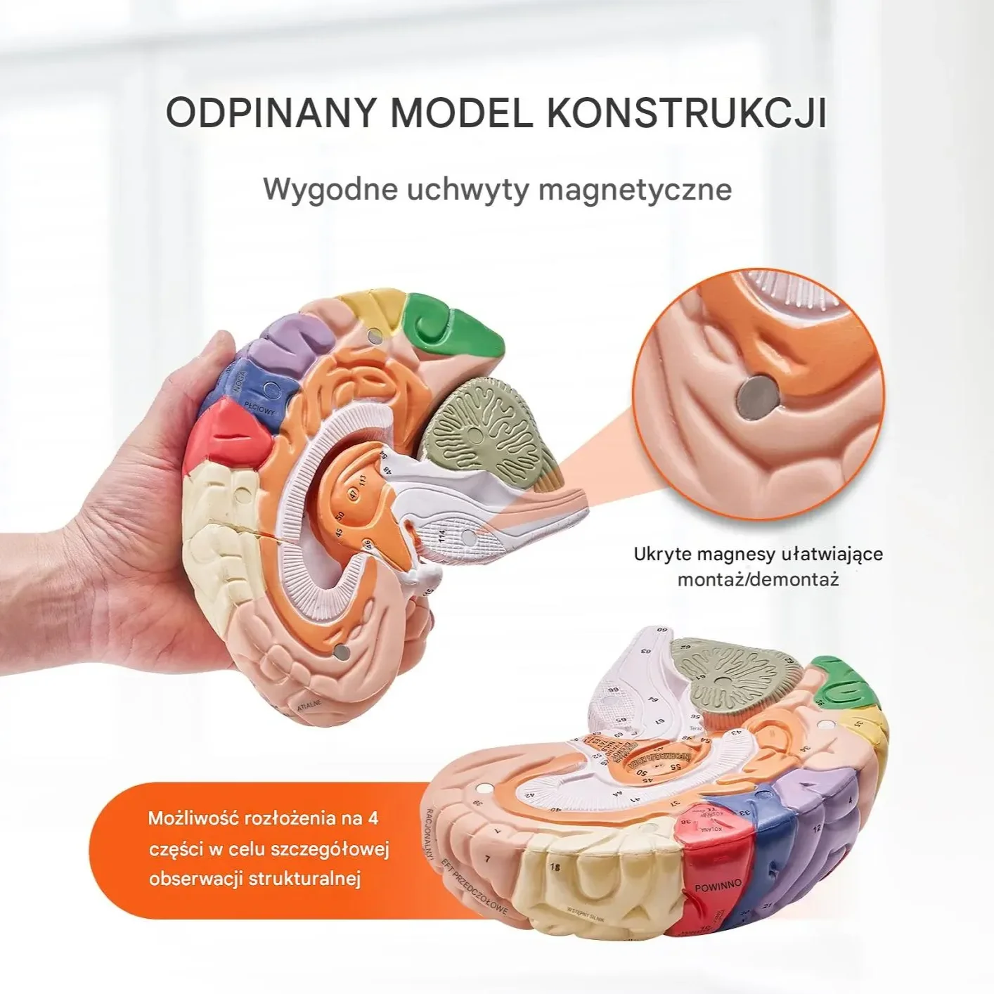 Model anatomiczny mózg 2:1 4-częściowy do nauki kolorowy oznaczony - obrazek 4